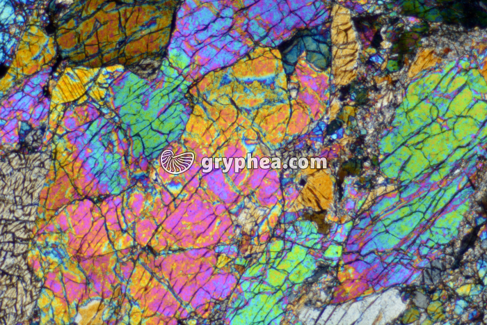 Péridotite LPA x10 - gryphea.com